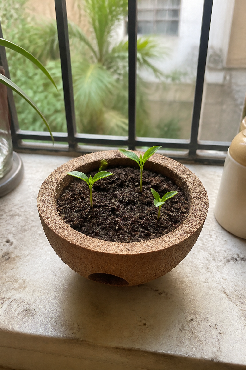 The Blooming Tales Rakhi kit planted and sprouting in its coir pot